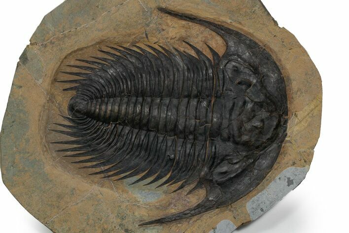 Spectacularly Preserved Acadoparadoxides Trilobite #350245